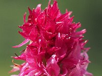 Nigritella hygrophila 6, Saxifraga-Hans Dekker