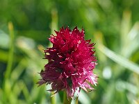 Nigritella hygrophila 9, Saxifraga-Hans Dekker