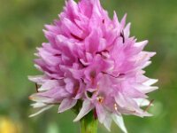 Nigritella lithopolitanica 11, Saxifraga-Hans Dekker