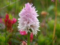 Nigritella lithopolitanica 12, Saxifraga-Hans Dekker