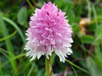 Nigritella lithopolitanica 13, Saxifraga-Hans Dekker