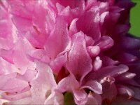 Nigritella lithopolitanica 7, Saxifraga-Hans Dekker