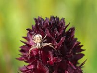 Nigritella nigra 5, Saxifraga-Hans Dekker