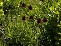 Nigritella rhellicani 10, Saxifraga-Willem van Kruijsbergen