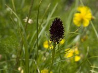 Nigritella rhellicani 11, Saxifraga-Willem van Kruijsbergen