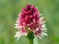 Nigritella rhellicani 13, Saxifraga-Hans Dekker