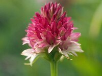 Nigritella rhellicani 14, Saxifraga-Hans Dekker