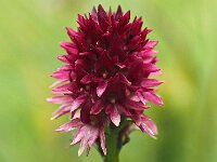 Nigritella rhellicani 15, Saxifraga-Hans Dekker