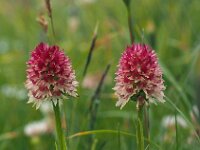 Nigritella rhellicani 21, Saxifraga-Hans Dekker