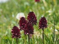 Nigritella rhellicani 24, Saxifraga-Hans Dekker