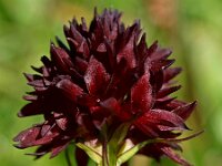 Nigritella rhellicani 4, Saxifraga-Hans Dekker