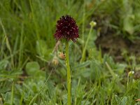 Nigritella rhellicani 6, Saxifraga-Willem van Kruijsbergen