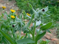 Nonea vesicaria 2, Saxifraga-Ed Stikvoort