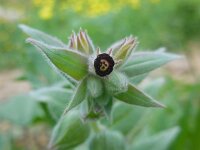 Nonea vesicaria 3, Saxifraga-Ed Stikvoort
