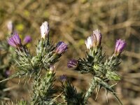 Notobasis syriaca 2, Saxifraga-Jan van der Straaten
