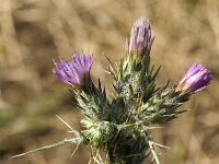 Notobasis syriaca 3, Saxifraga-Jan van der Straaten