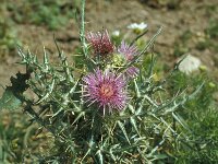 Notobasis syriaca 4, Saxifraga-Jan van der Straaten