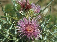 Notobasis syriaca 5, Saxifraga-Jan van der Straaten