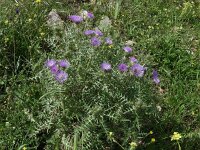 Notobasis syriaca 6, Saxifraga-Harry Jans