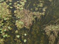 Nuphar lutea 2, Gele plomp, Saxifraga-Hans Boll