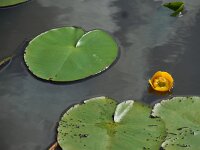 Nuphar lutea 27, Gele plomp, Saxifraga-Ed Stikvoort
