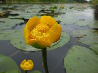 Nuphar lutea 29, Gele plomp, Saxifraga-Ed Stikvoort