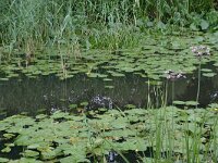 Nuphar lutea 3, Gele plomp, Saxifraga-Hans Boll