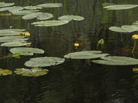 Nuphar lutea 33, Gele plomp, Saxifraga-Willem van Kruijsbergen