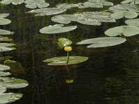 Nuphar lutea 34, Gele plomp, Saxifraga-Willem van Kruijsbergen