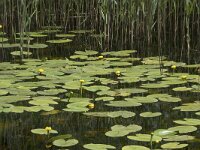 Nuphar lutea 35, Gele plomp, Saxifraga-Willem van Kruijsbergen