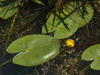 Nuphar lutea 9, Gele plomp, Saxifraga-Jan van der Straaten