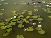 Nymphaea alba 32, Witte waterlelie, Saxifraga-Jan van der Straaten