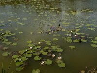 Nymphaea alba 33, Witte waterlelie, Saxifraga-Jan van der Straaten