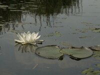 Nymphaea alba 8, Witte waterlelie, Saxifraga-Jan van der Straaten