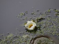 Nymphaea candida 2, Noordelijke waterlelie, Saxifraga-Peter Meininger