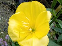 Oenothera glazioviana 10, Grote teunisbloem, Saxifraga-Bart Vastenhouw