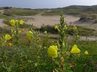 Oenothera glazioviana 3, Grote teunisbloem, Saxifraga-Jelle van Dijk