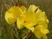 Oenothera glazioviana 7, Grote teunisbloem, Saxifraga-Ed Stikvoort