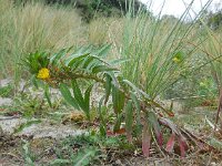 Oenothera oakesiana 3, Duinteunisbloem, Saxifraga-Ed Stikvoort