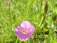 Oenothera rosea 2, Saxifraga-Rutger Barendse