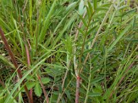 Onobrychis arenaria 6, Saxifraga-Ed Stikvoort