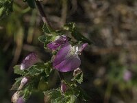 Ononis repens 31, Kruipend stalkruid, Saxifraga-Jan van der Straaten
