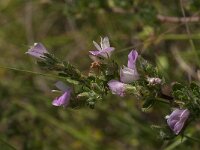 Ononis repens 34, Kruipend stalkruid, Saxifraga-Jan van der Straaten