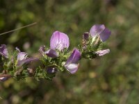 Ononis repens 35, Kruipend stalkruid, Saxifraga-Jan van der Straaten