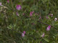 Ononis repens 4, Kruipend stalkruid, Saxifraga-Willem van Kruijsbergen
