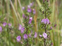 Ononis repens 90, Kruipend stalkruid, Saxifraga-Jan Nijendijk