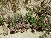 Ononis repens ssp repens 100, Kruipend stalkruid, Saxifraga-Ed Stikvoort : Vlissingen s9900