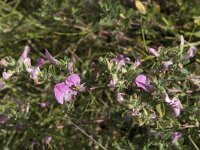 Ononis repens ssp repens 37, Kruipend stalkruid, Saxifraga-Willem van Kruijsbergen