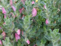 Ononis repens ssp repens 75, Kruipend stalkruid, Saxifraga-Peter Meininger