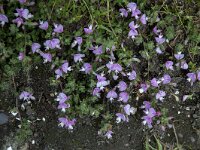 Ononis repens ssp repens 81, Kruipend stalkruid, Saxifraga-Jan van der Straaten